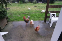 SAMSUNG CAMERA PICTURES