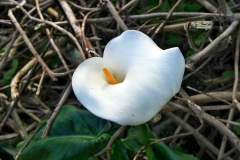 SAMSUNG CAMERA PICTURES