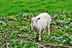 SAMSUNG CAMERA PICTURES