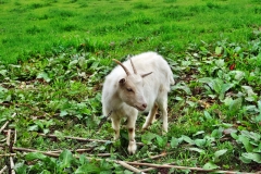 SAMSUNG CAMERA PICTURES